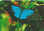 North Queensland, Ulysses or Mountain Blue - A rainforest butterfly typical of North Queensland
