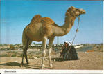 Beersheba, Beduins with Camel