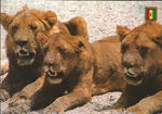 Rwanda, Akagera National Park - Lions